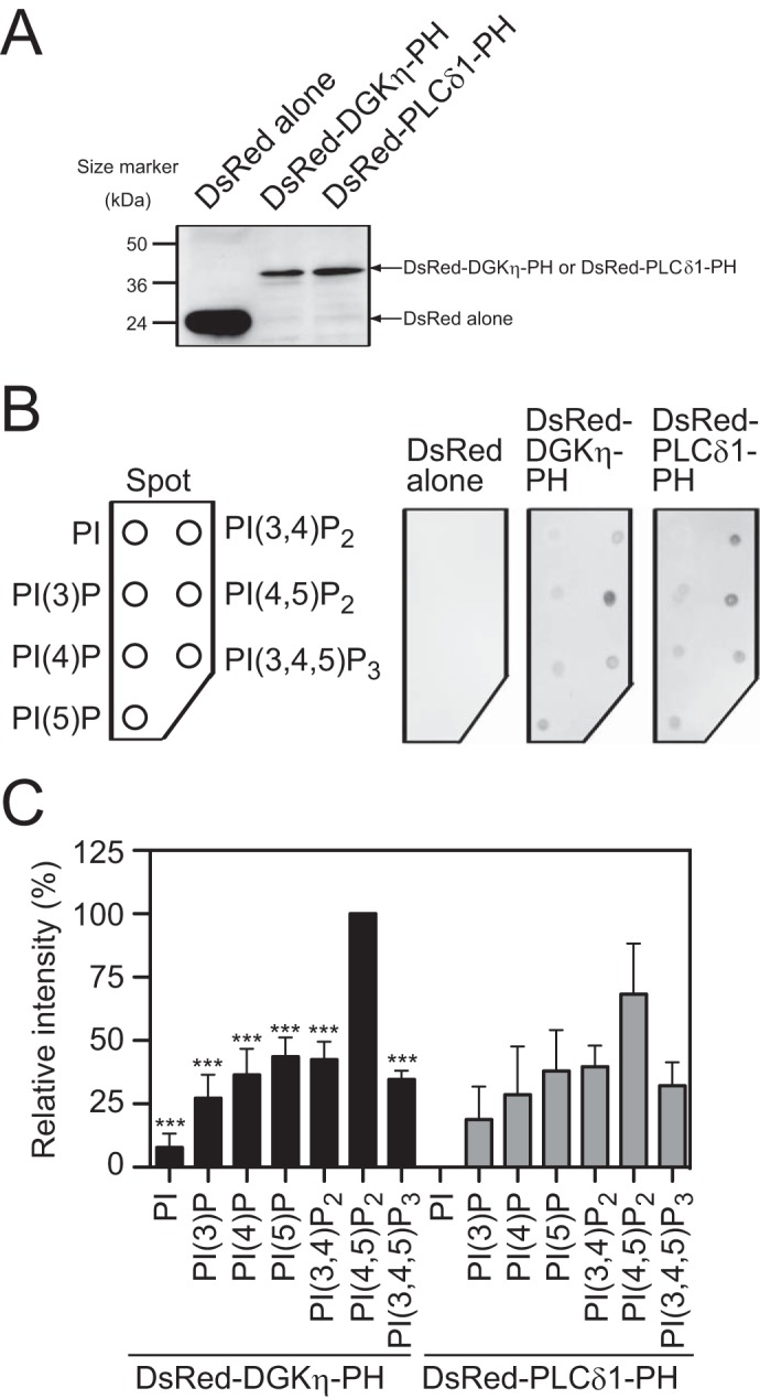 FIGURE 4.