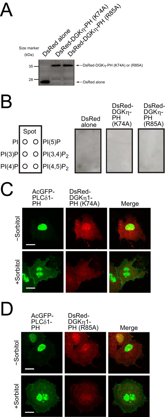 FIGURE 11.