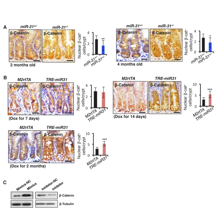 Figure 4—figure supplement 1.