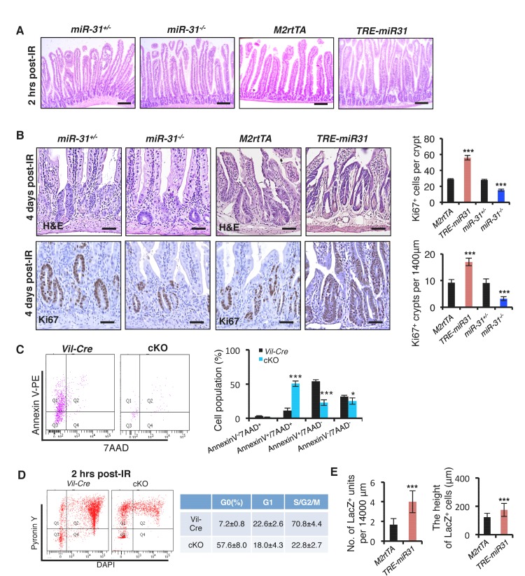 Figure 3—figure supplement 1.