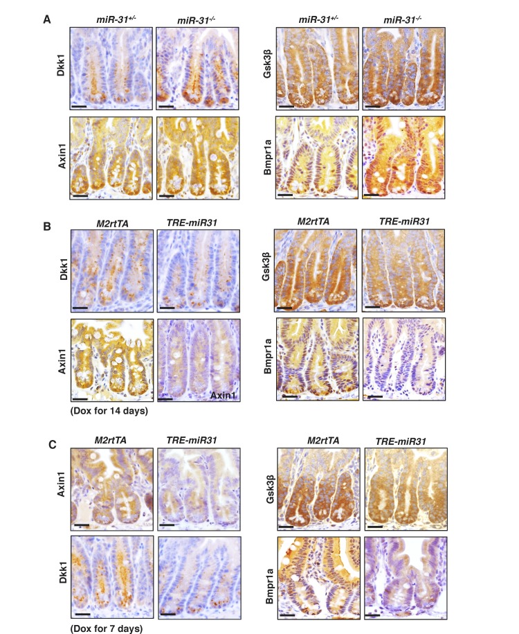 Figure 6—figure supplement 2.