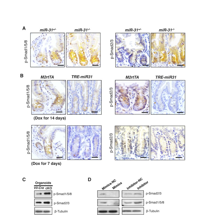 Figure 5—figure supplement 1.