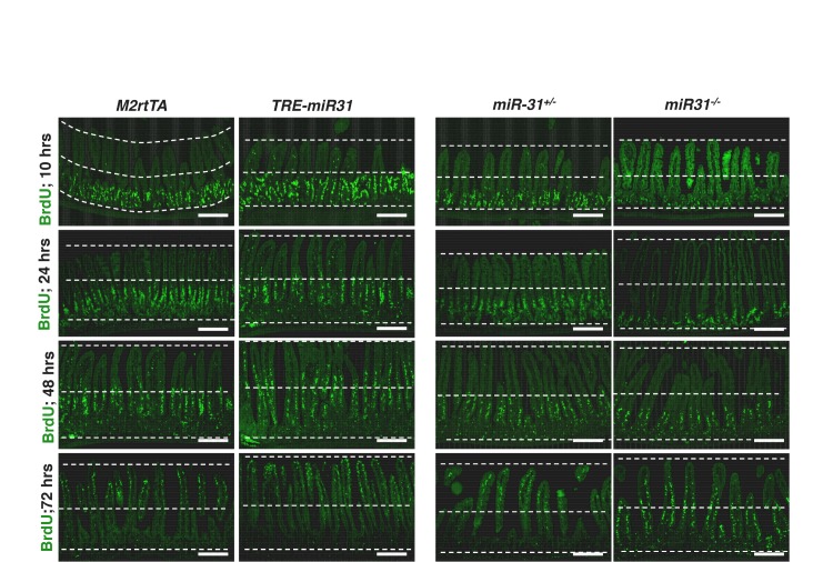 Figure 1—figure supplement 8.