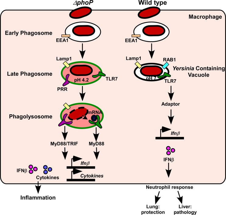 FIG 8