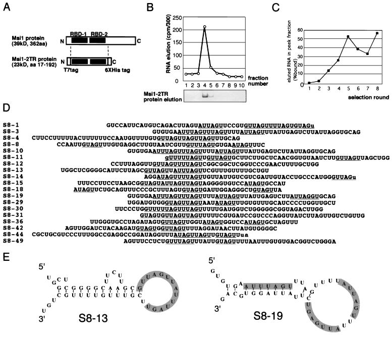 FIG. 1