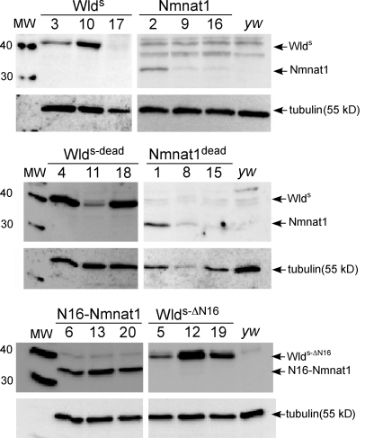 Figure 2.