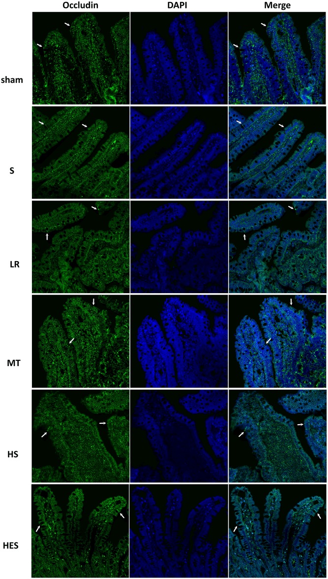 Fig 6