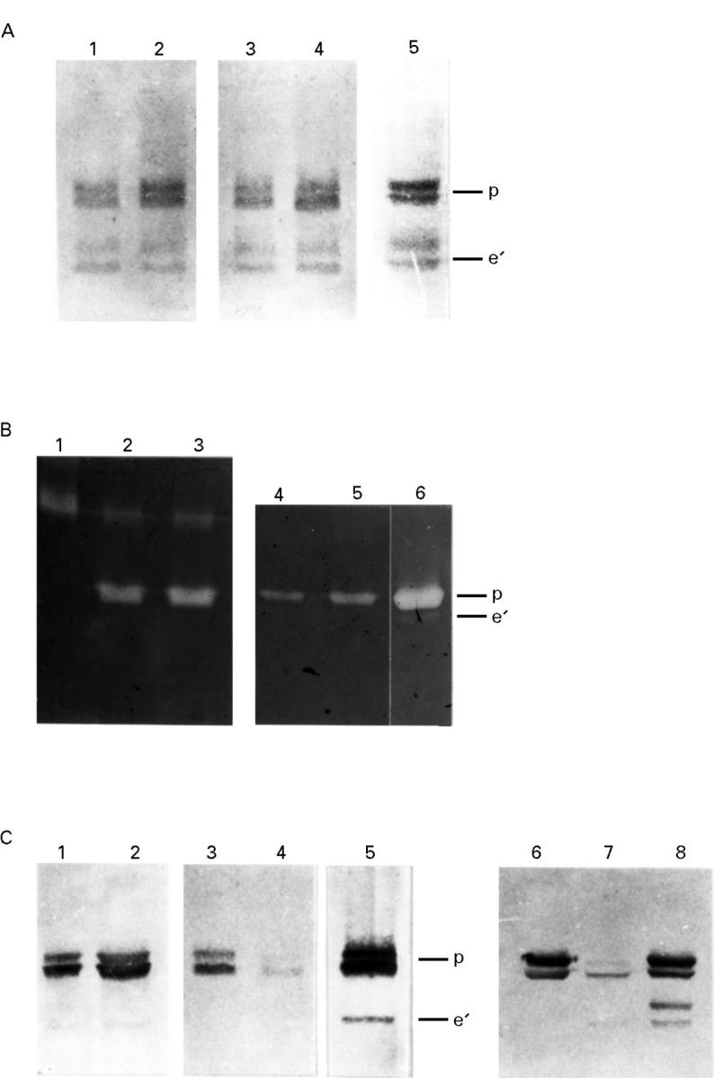 Figure 3  