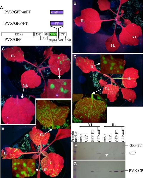 FIG. 6.