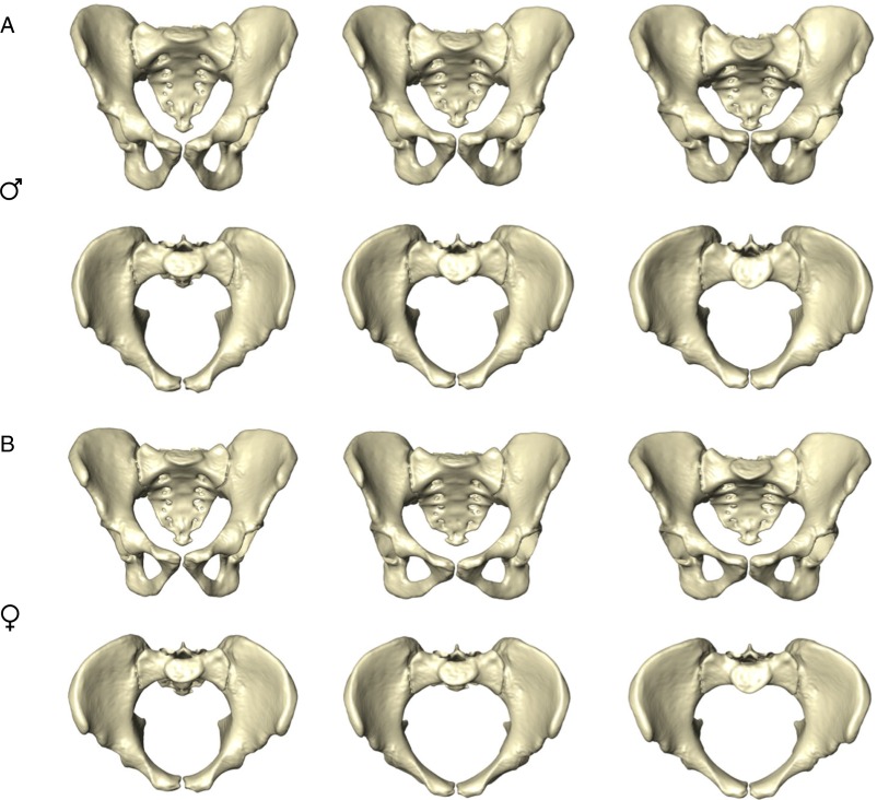 Developmental evidence for obstetric adaptation of the human female ...