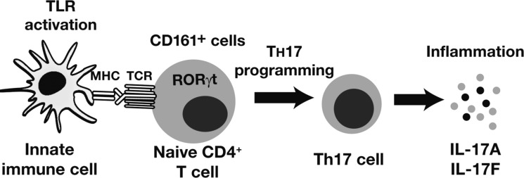 Fig. 21.