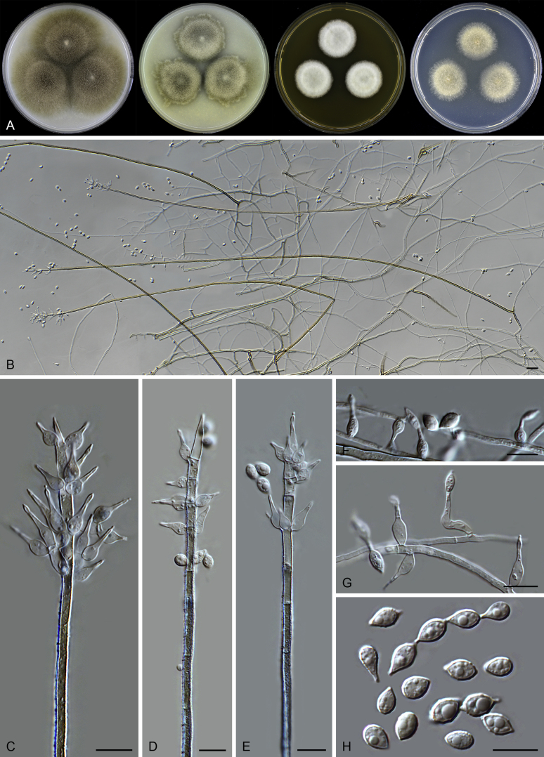 Fig. 15