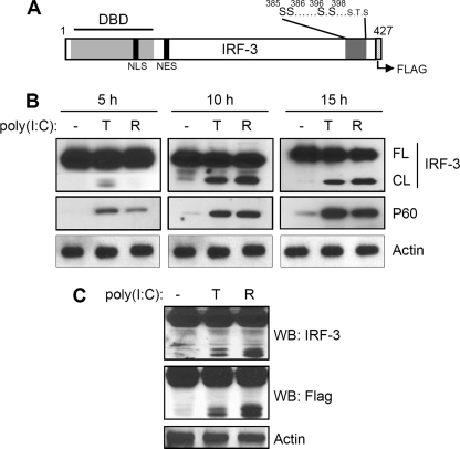 FIGURE 1.