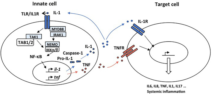 Figure 2