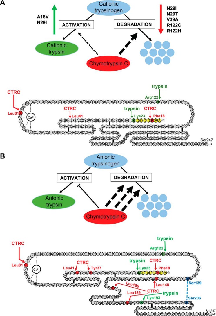 FIGURE 1.