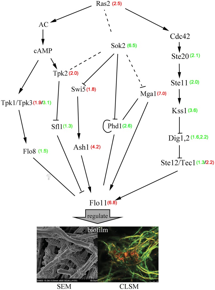 Figure 5