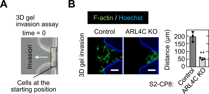 Figure 2—figure supplement 3.