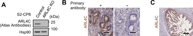 Figure 1—figure supplement 1.