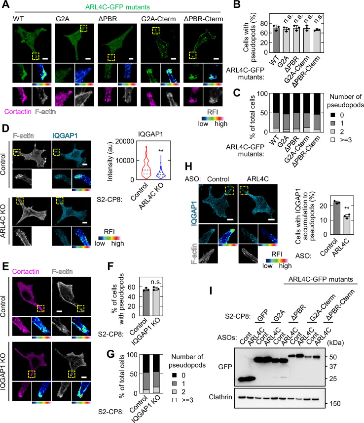 Figure 4—figure supplement 1.