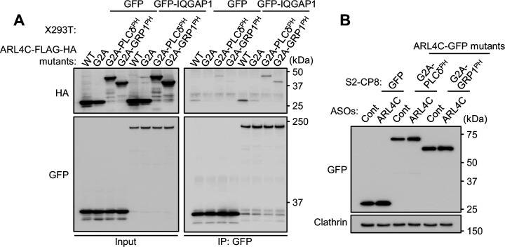 Figure 5—figure supplement 1.