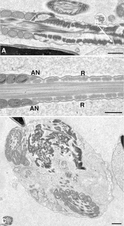 FIG. 5