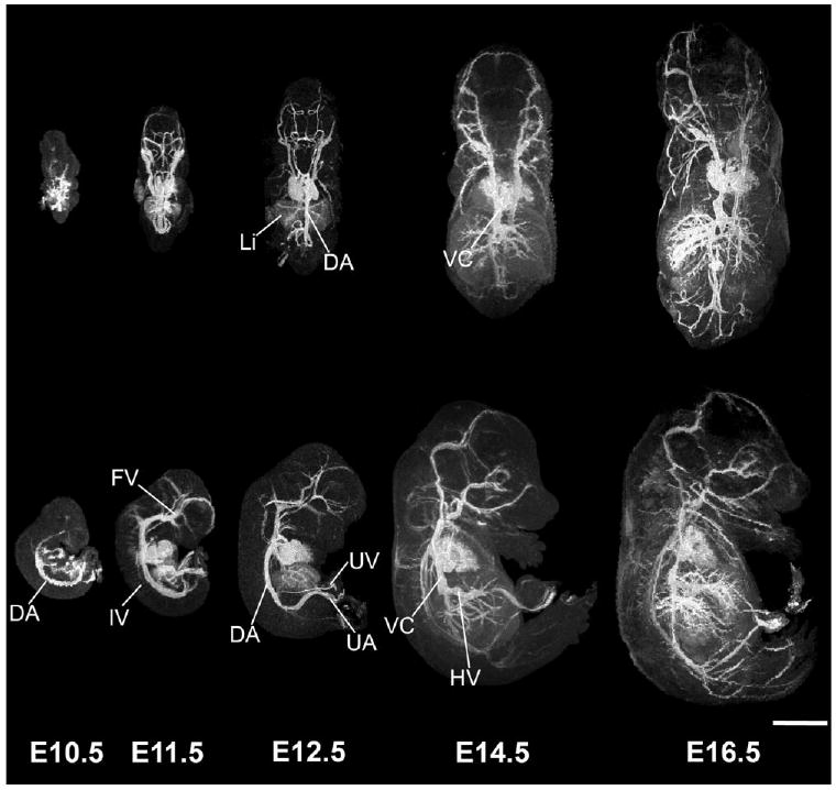 FIG. 3