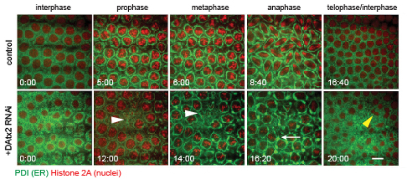 Figure 2: