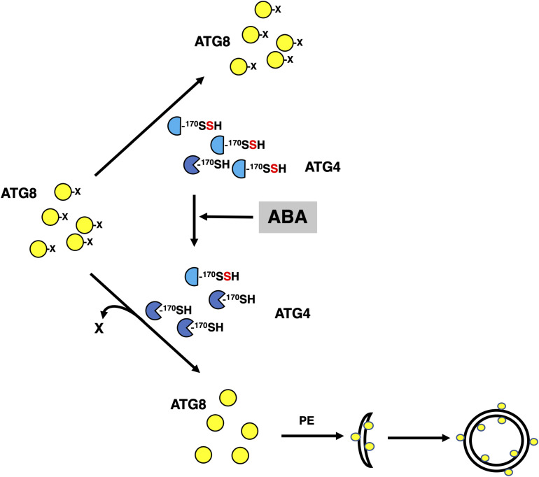 Figure 10.