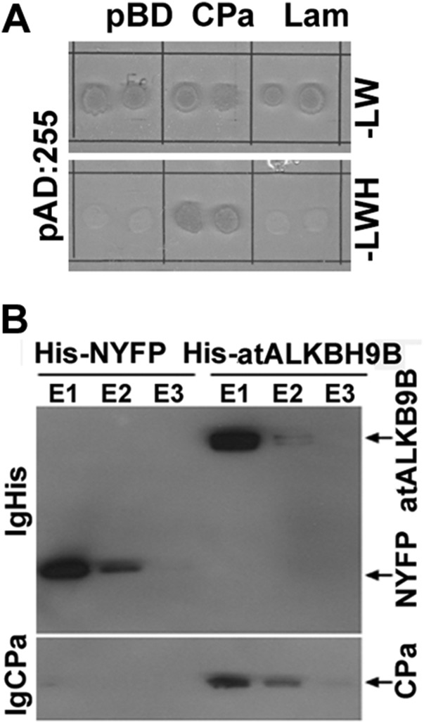 Fig. S1.