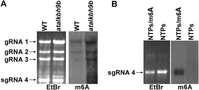 Fig. S6.