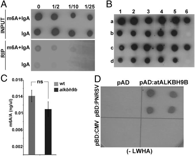 Fig. 5.