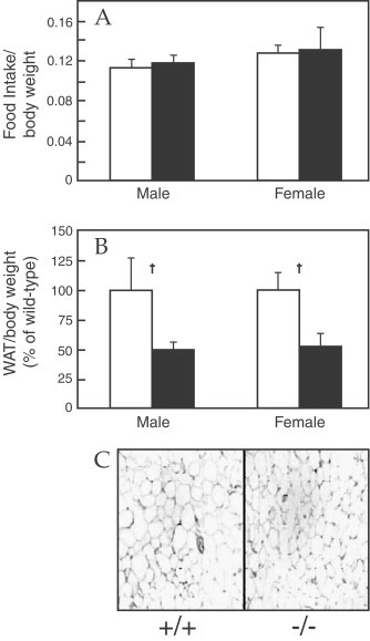 Fig. 19