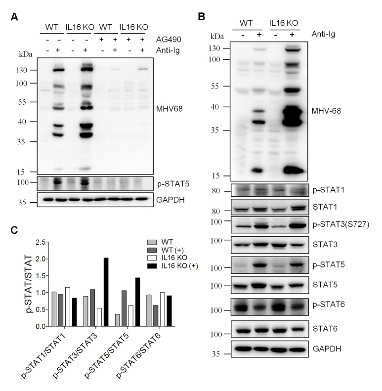 Fig 10