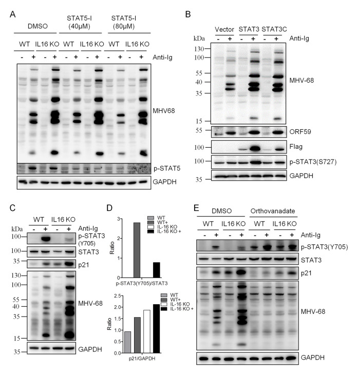 Fig 11