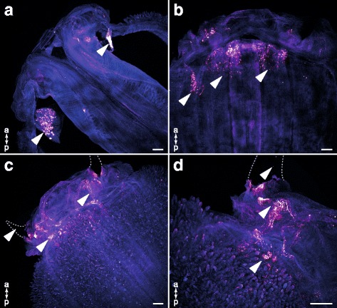 Fig. 3