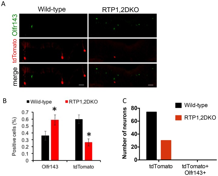 Figure 9—figure supplement 1.