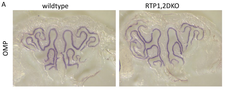 Figure 2—figure supplement 1.