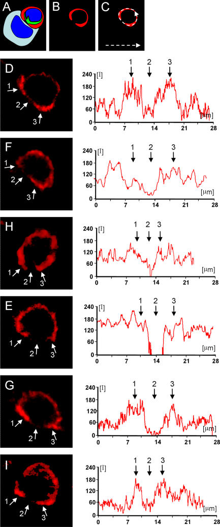 Figure 10.