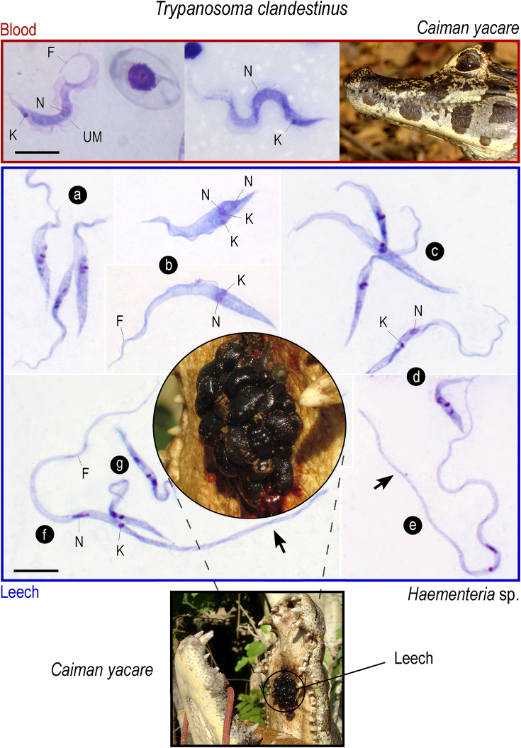 Fig. 3