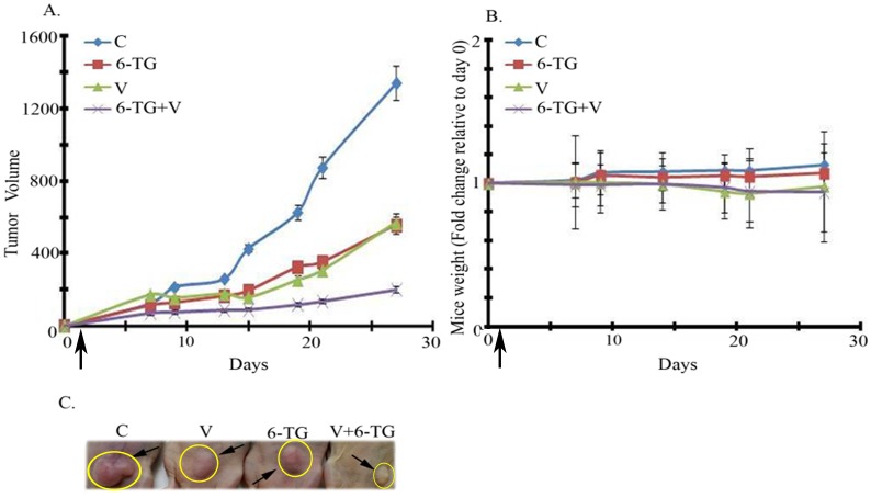 Fig 6