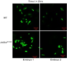 Figure 3—figure supplement 1.