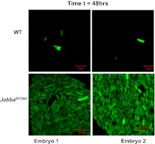 Figure 3—figure supplement 3.