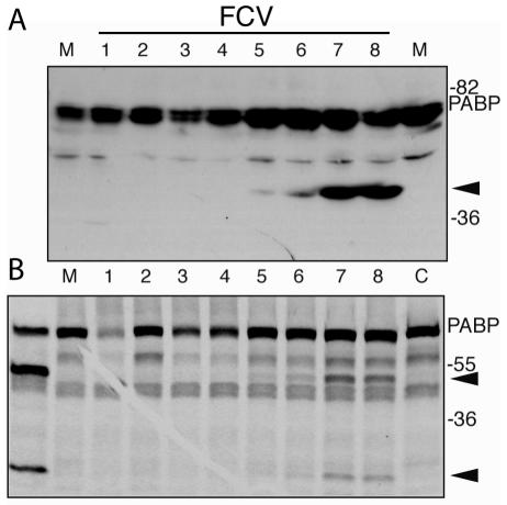 FIG. 6.