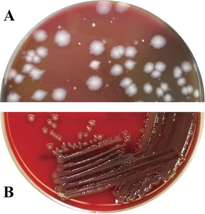 FIG 1