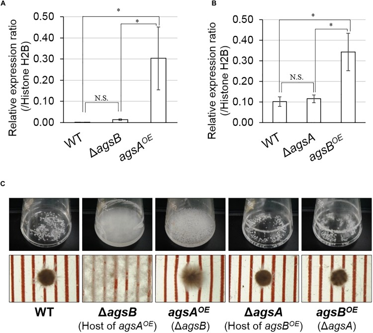 FIGURE 2