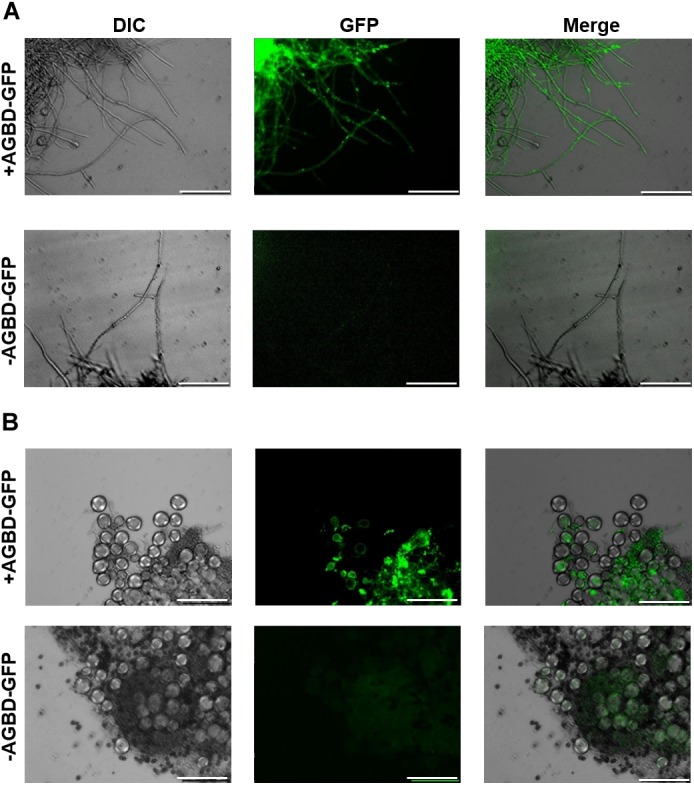 FIGURE 10