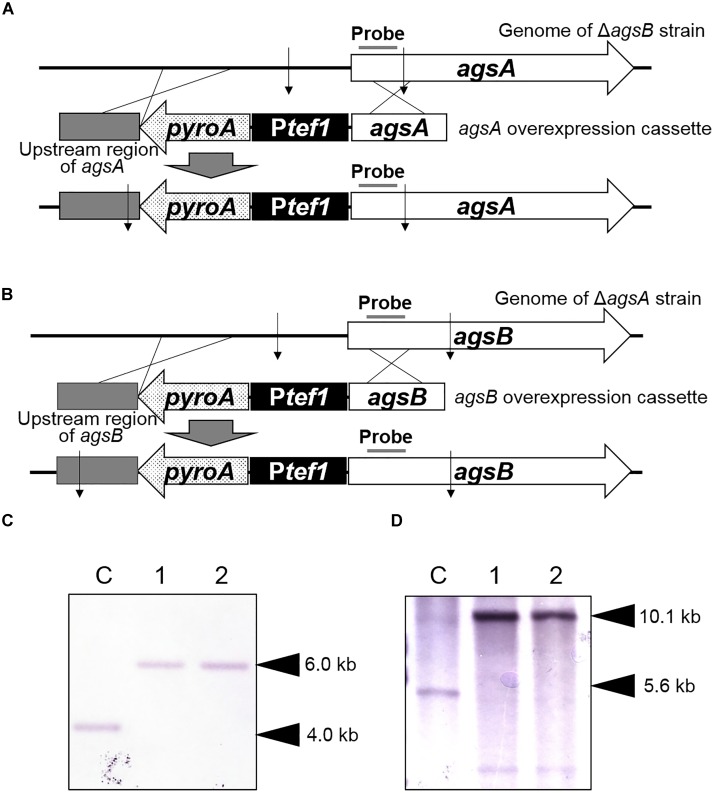 FIGURE 1