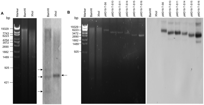 Figure 6