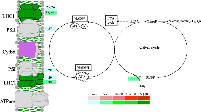 Fig. 3