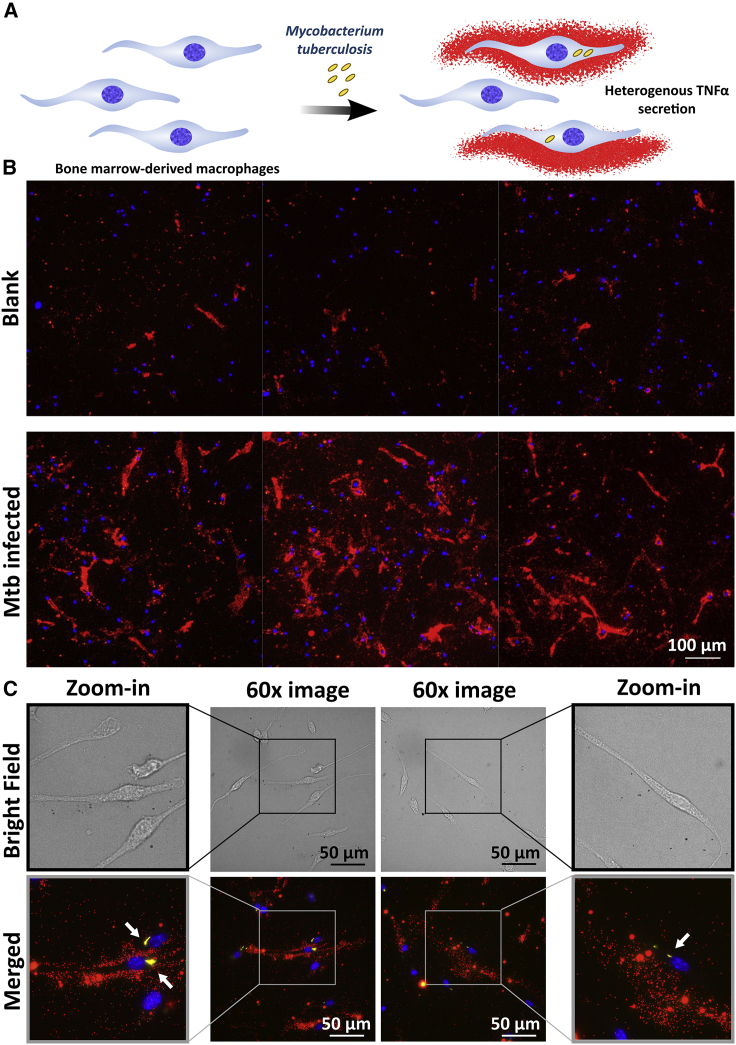 Figure 6